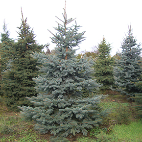 Blautanne (26 €/ m)