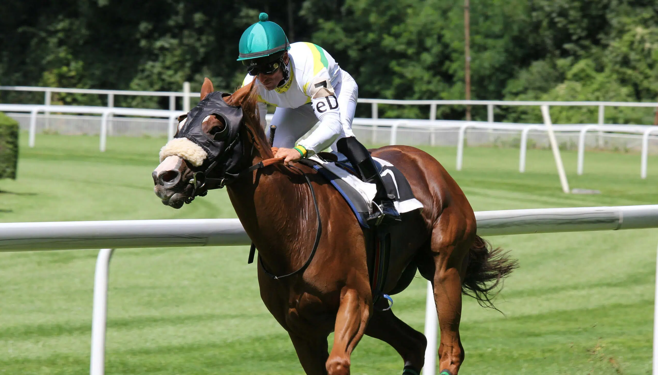 Pferd auf Galopprennbahn Düsseldorf
